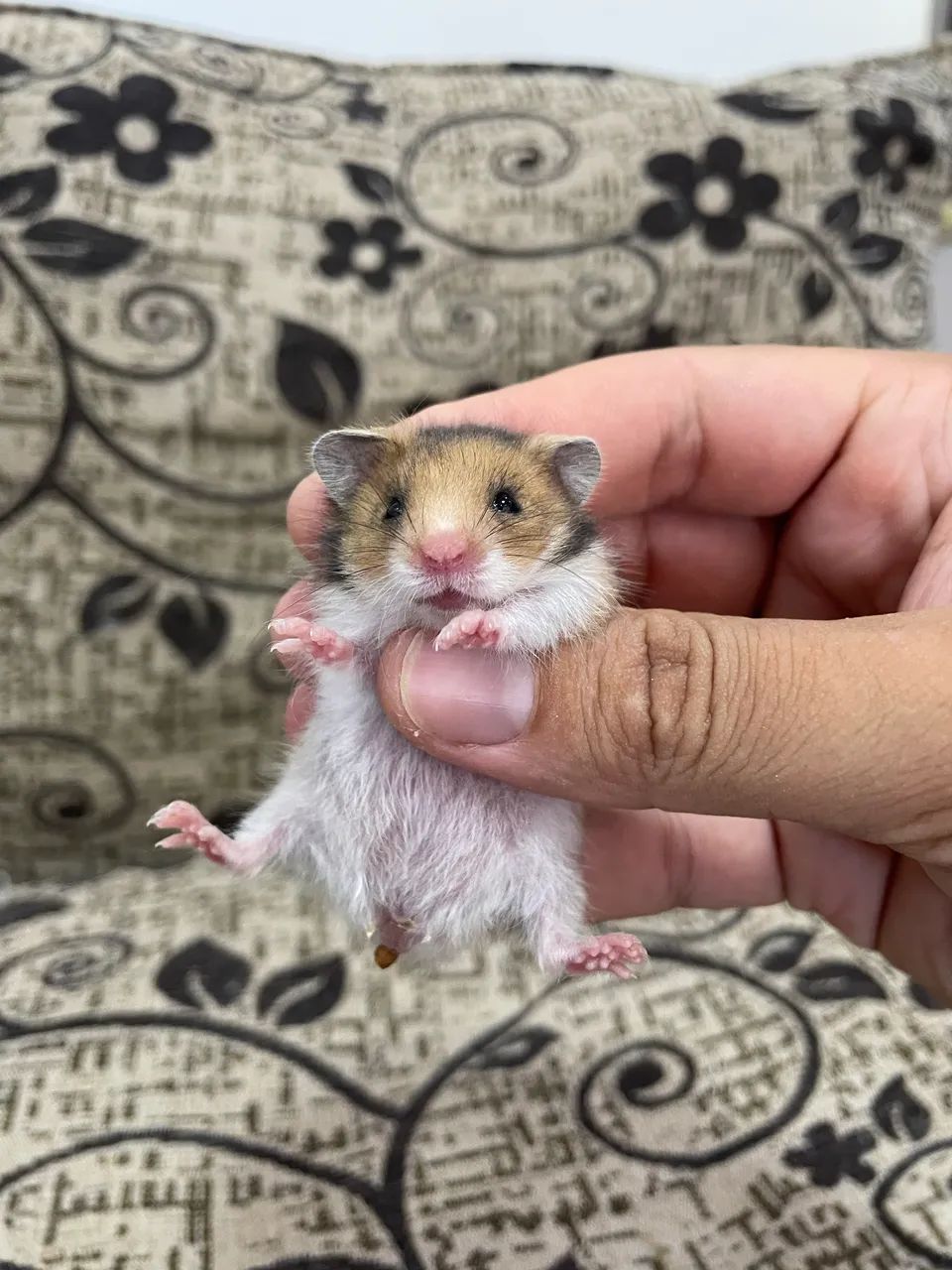 Hamster sírio filhotes - Foto 2