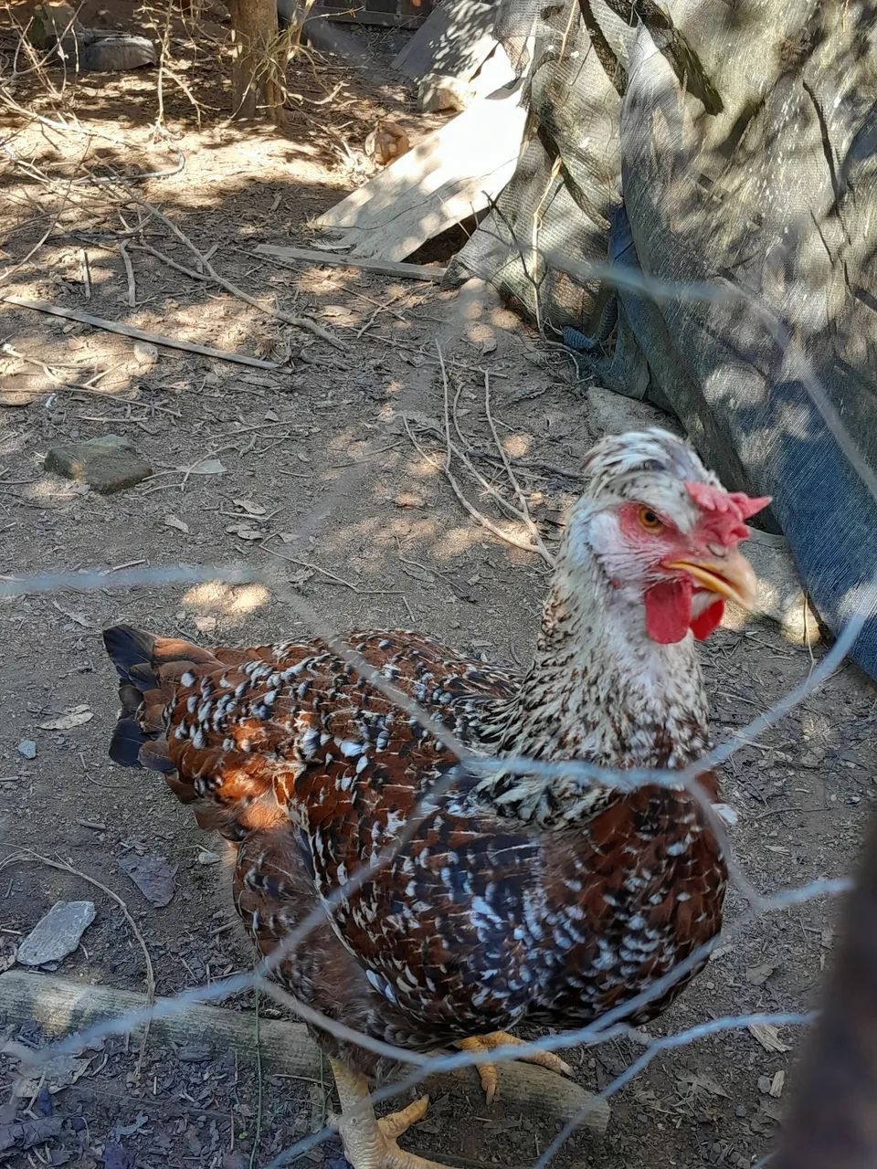 Ovos Galinha gsb - Foto 4