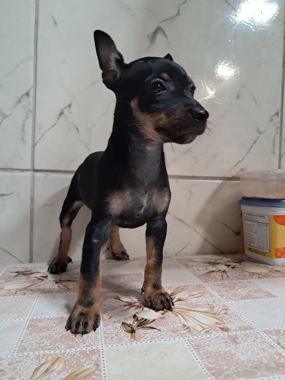 Filhote de Pinscher