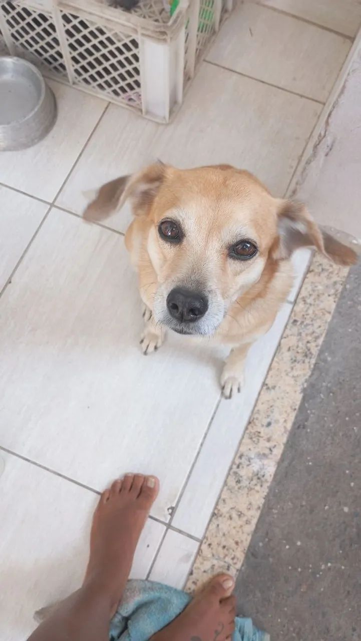 Doação de cachorra