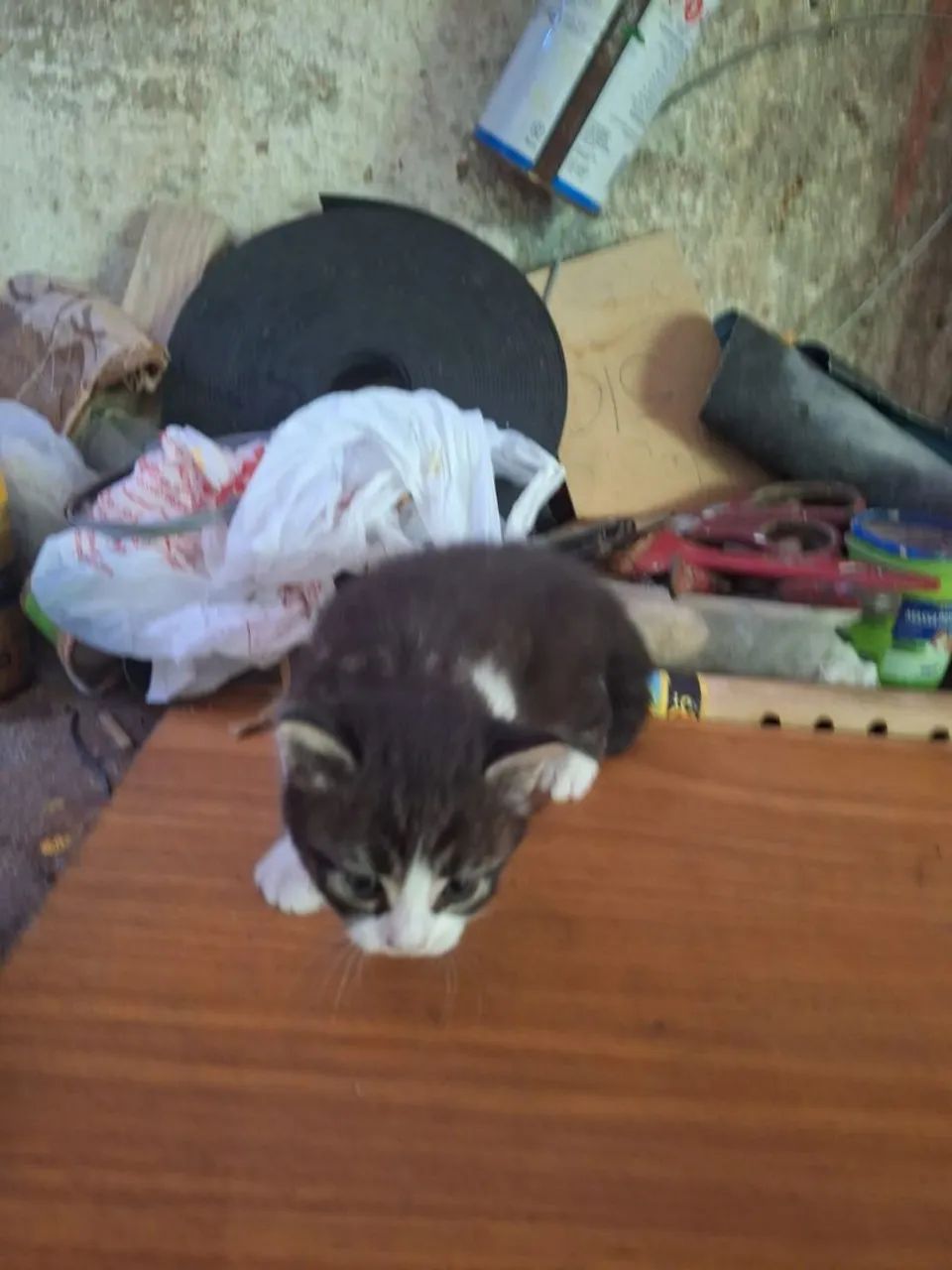 Doação de Filhotes De Gato 