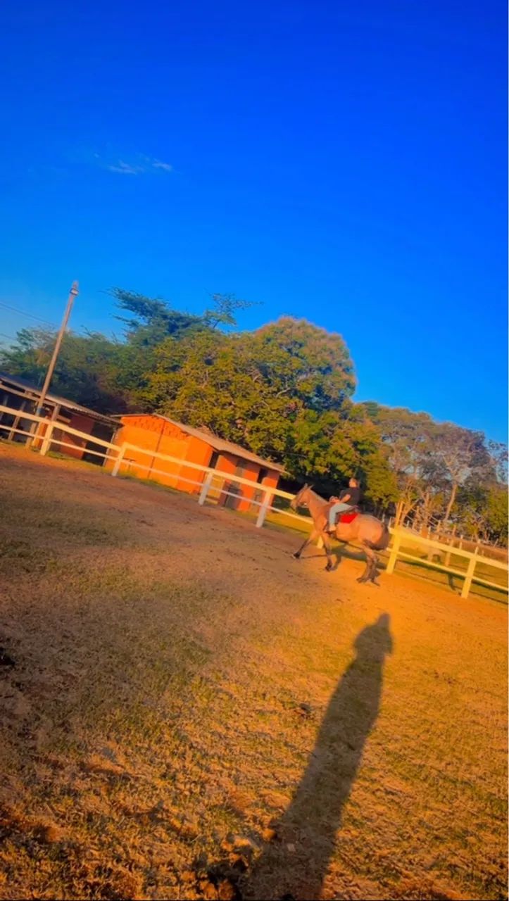 Égua Filha de Mangalarga