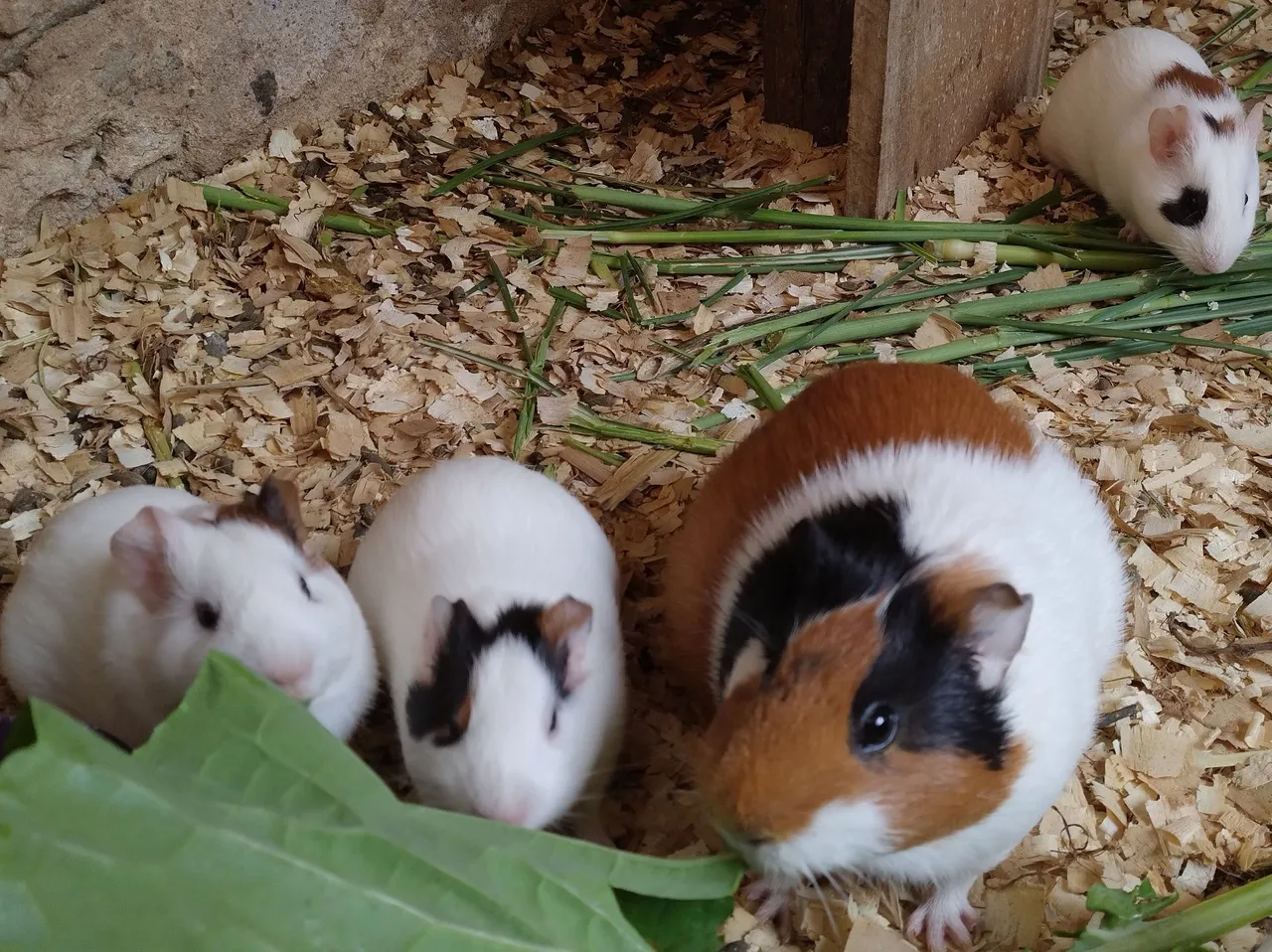 Lindos porquinhos-da-índia!!!
