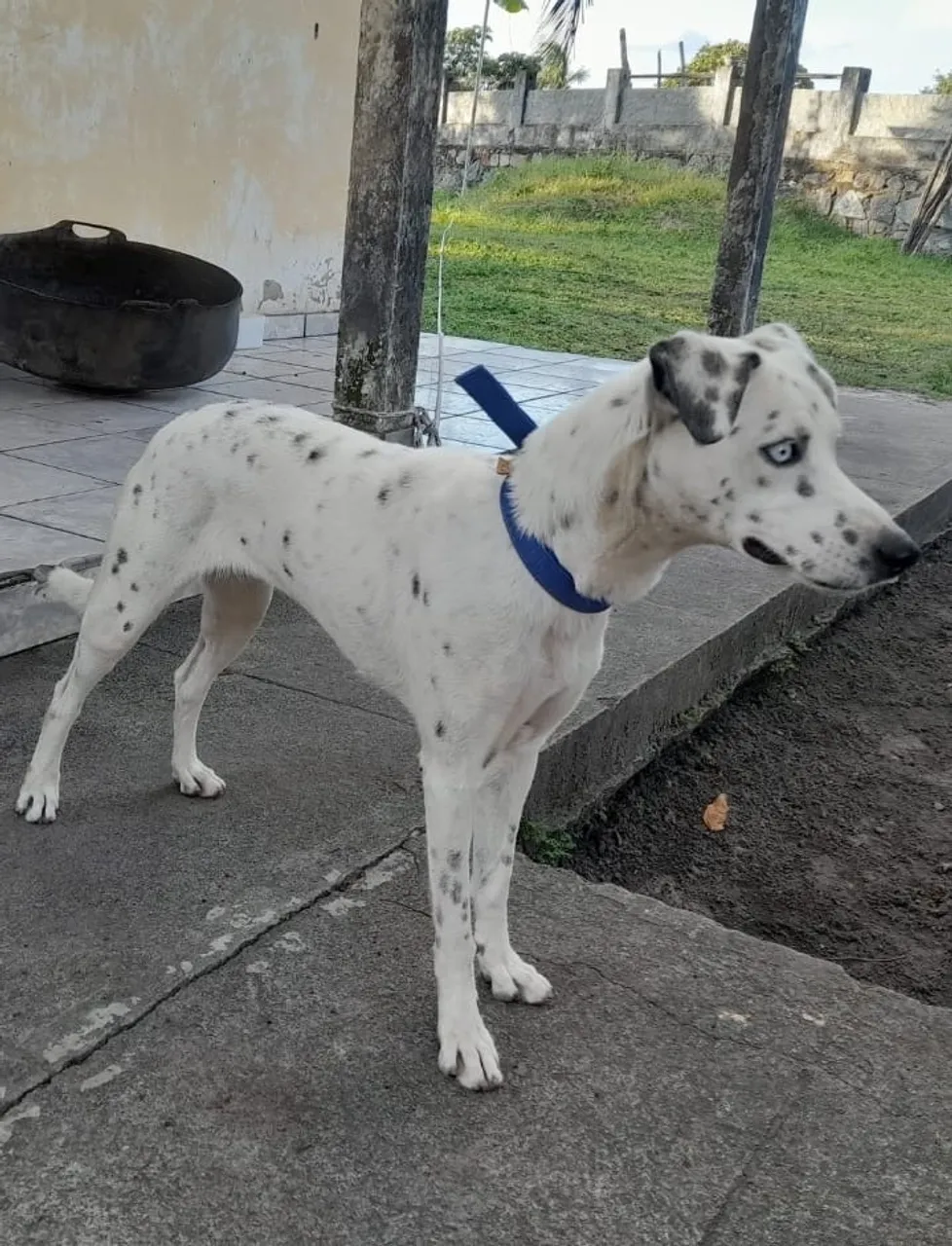 Dalmata