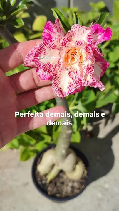 Rosas do deserto - cores exóticas e diferenciadas 