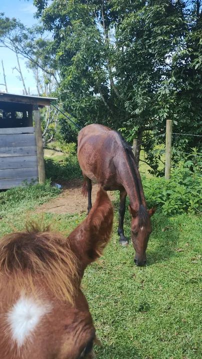 Égua mangalarga marchador - Foto 5