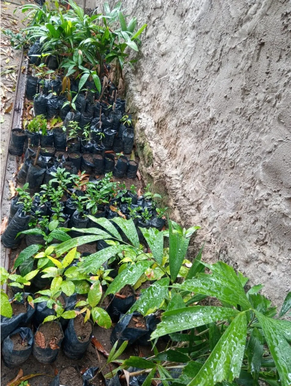 Mudas ornamentais, florestais e frutíferas