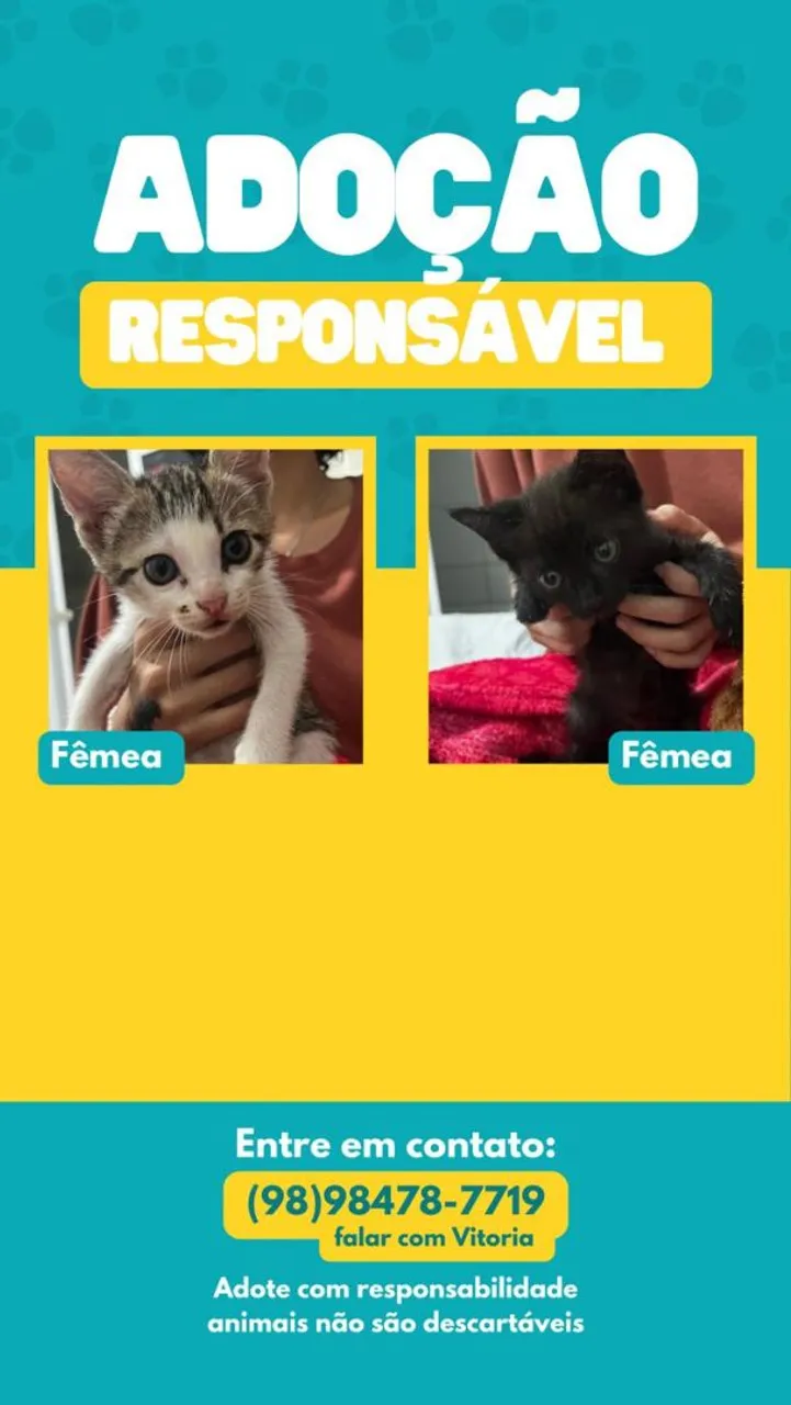 Gatinhas para Adoção Responsável