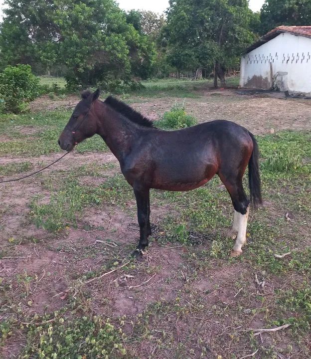 Pônei macho 2 anos  - Foto 2