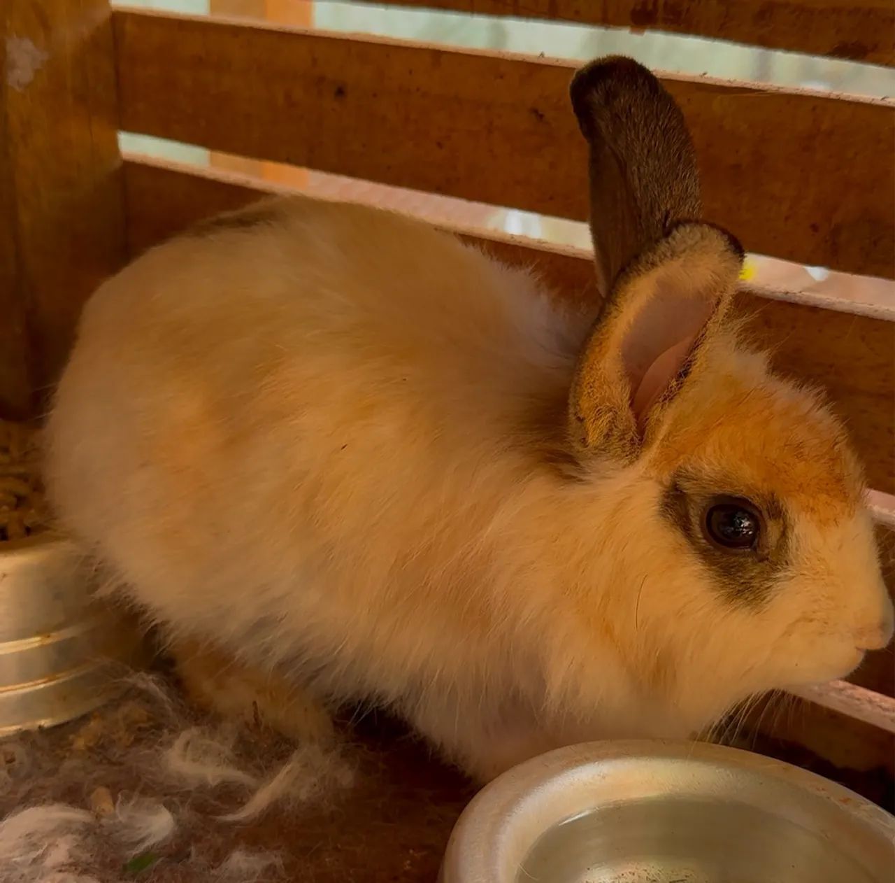 Último casal de coelhos Mini Lions  - Foto 3