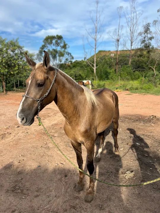 Potro Mangalarga garanhão  - Foto 2
