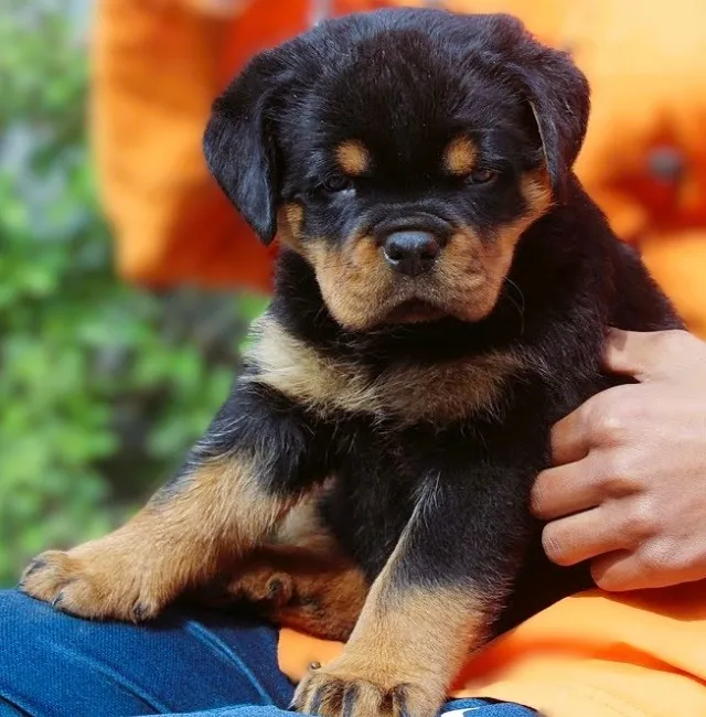 EXEMPLARES DA RAÇA, WHATSAPP NA DESCRIÇÃO DO ANÚNCIO ROTTWEILER