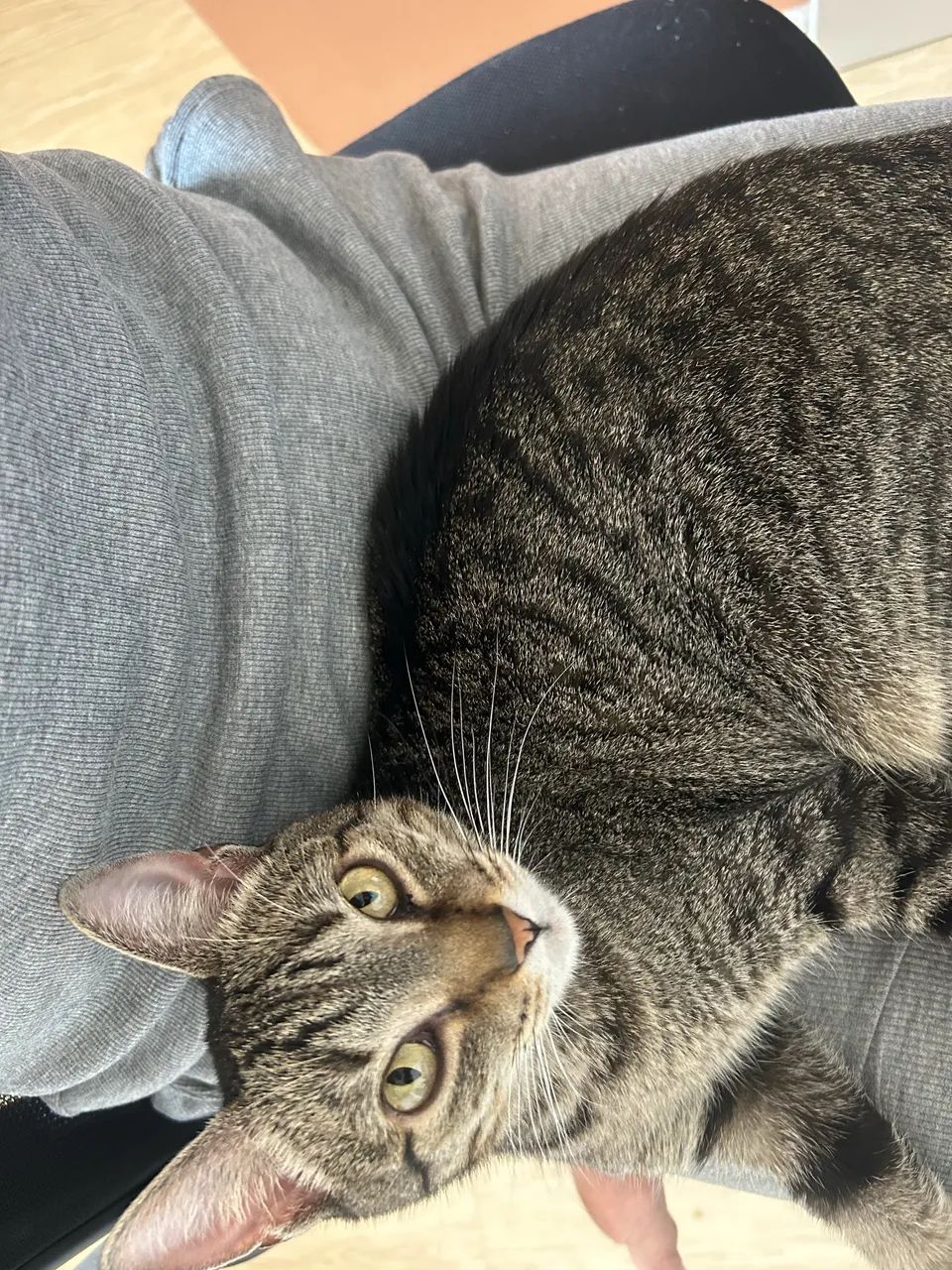 Gata para adoção - Foto 3