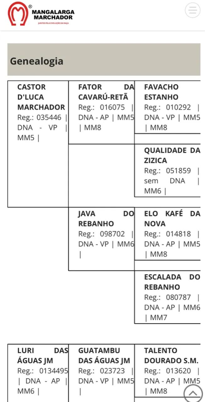 Mangalarga Marchador registrado LIRICO EF (Neto do famoso FATOR) - Foto 6
