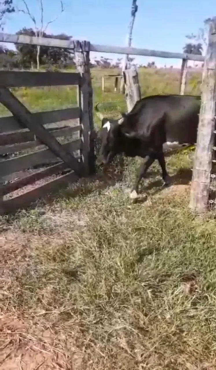 Vendo 10 Vacas Leitera