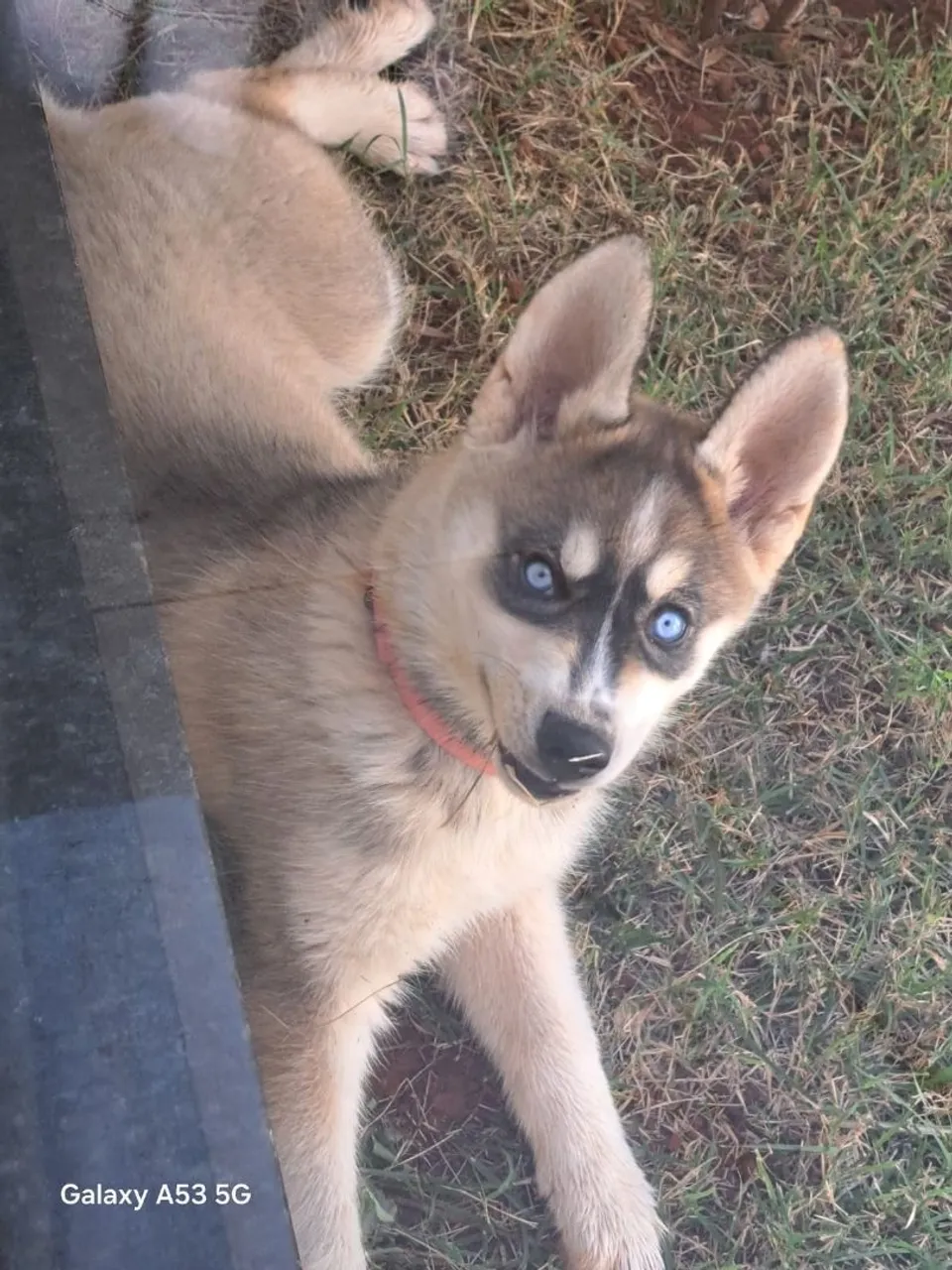 Filhote de Husky Siberiano fêmea 3 meses