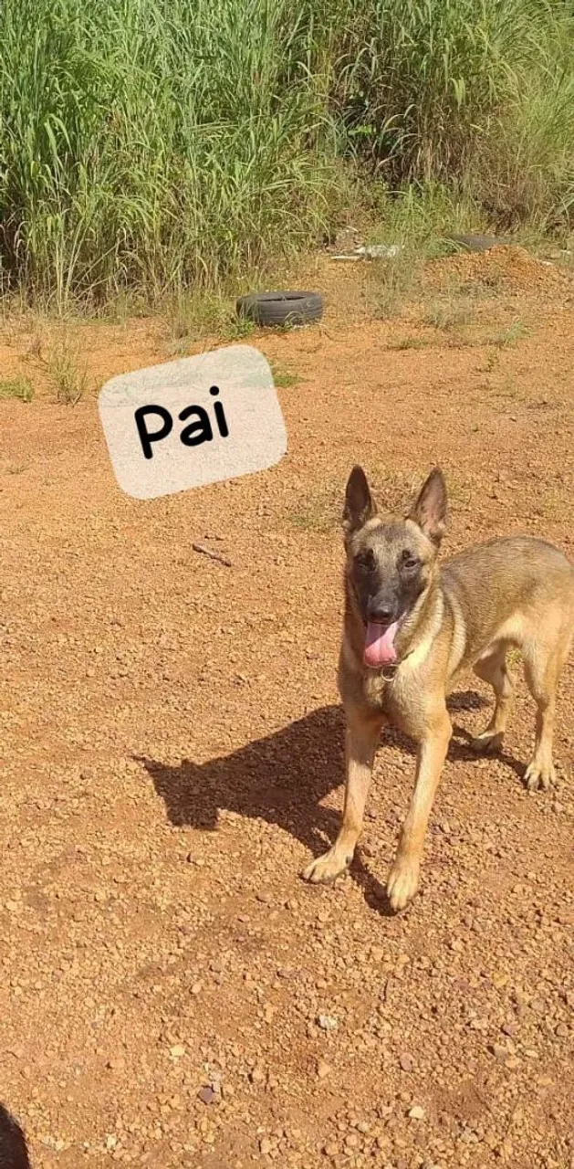 Filhote de Pastor Belga Malinois