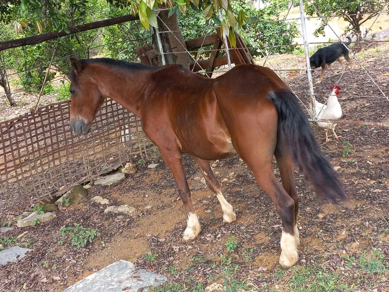 Cavalo cela e carroça - Foto 2