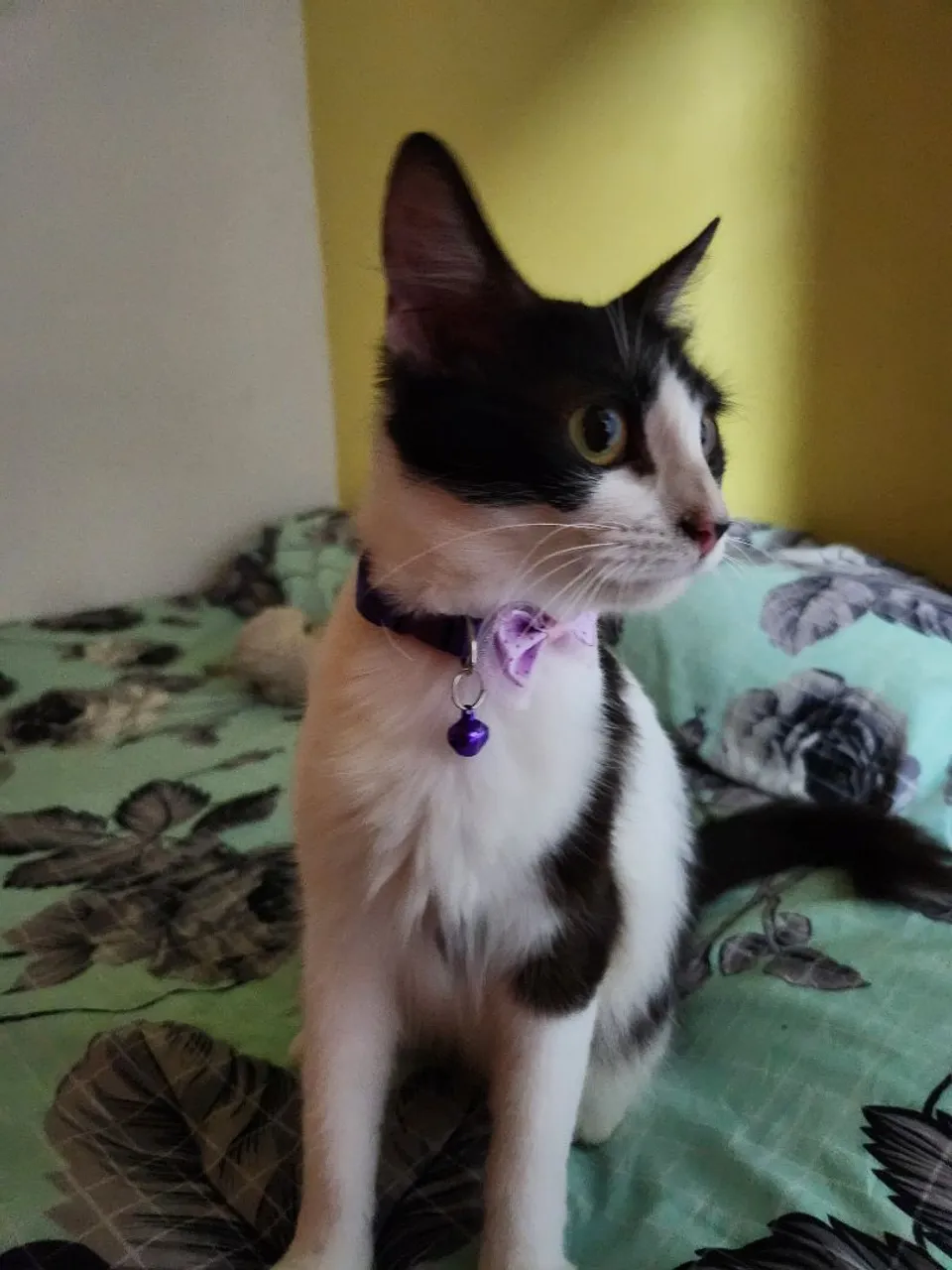 Gatinho adorável para adoção