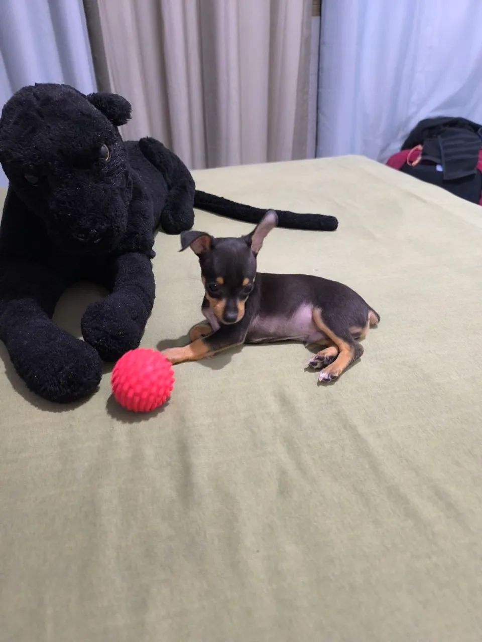 Filhote de Pinscher Machinho  - Foto 5