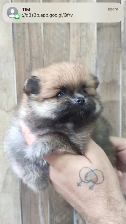 Vendo filhotes de Spitz Alemão (Lulu dá Pomerânia)  - Foto 2