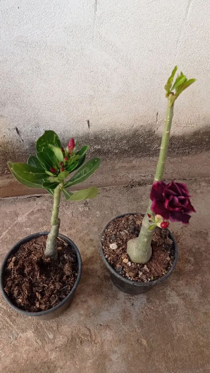 Rosa do Deserto - cor roxa - Foto 3