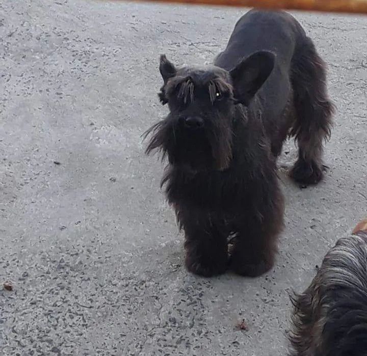 filhotes Fêmeas Schnauzers  - Foto 3