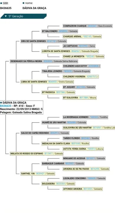 Égua produtora de bragados - Foto 5