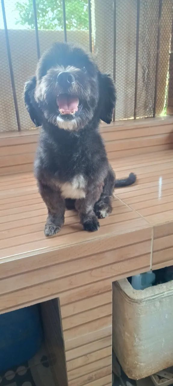 Lindo Lhasa Apso 