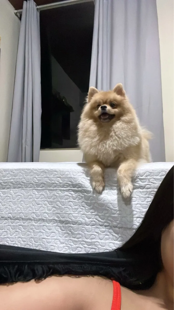 Spitz Alemão - Lulu da pomerania!