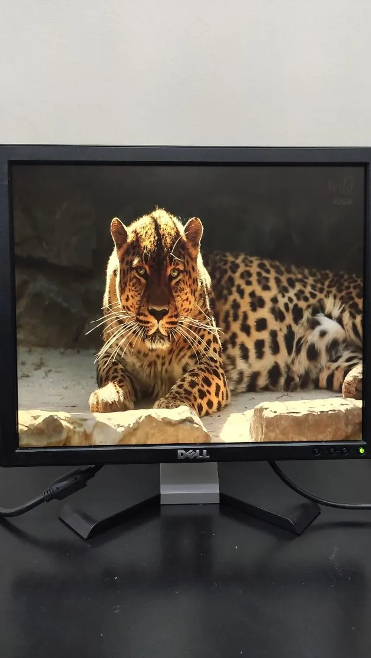 Monitor Dell