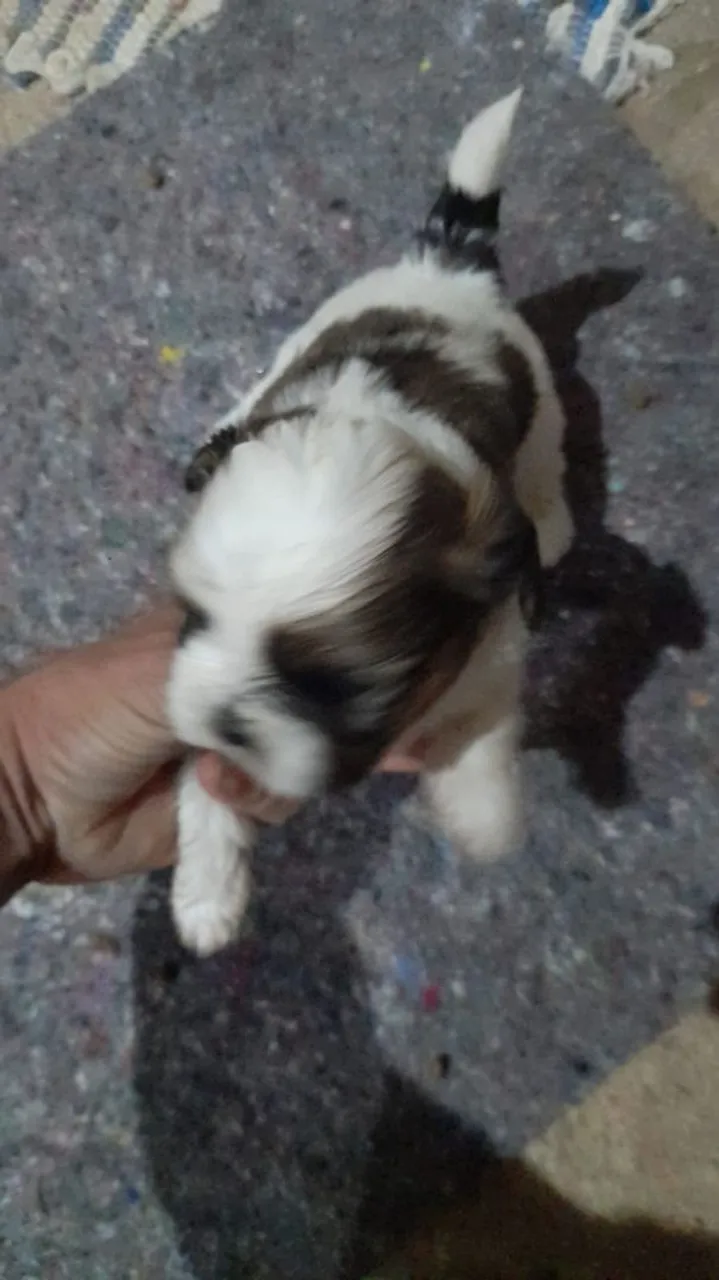 Filhote de Shih Tzu fofo e brincalhão