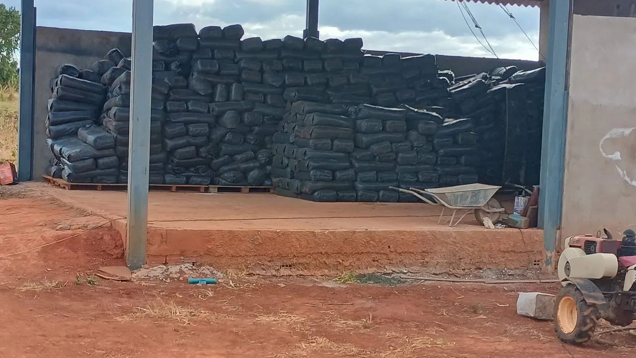 Silagem de milho 100% das espigas - DF - Foto 2