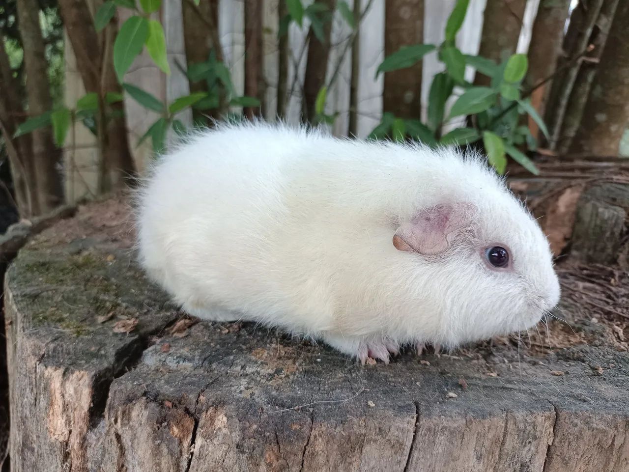 Porquinha us Teddy  - Foto 2