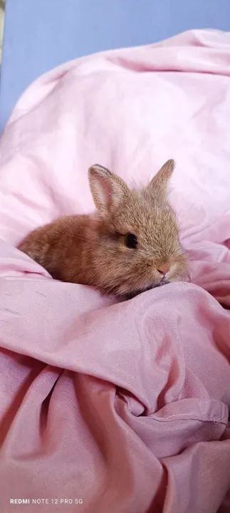 Filhotes de Coelho Netherland Dwarf, valor 150 reais  - Foto 3