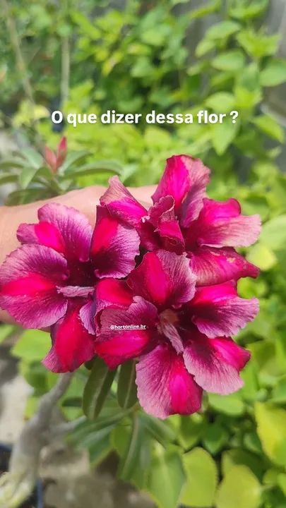 Rosas do deserto - cores exóticas e diferenciadas  - Foto 5