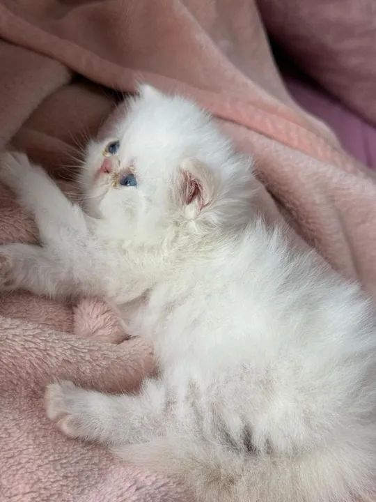 Gatinho persa Léia a descrição  - Foto 2