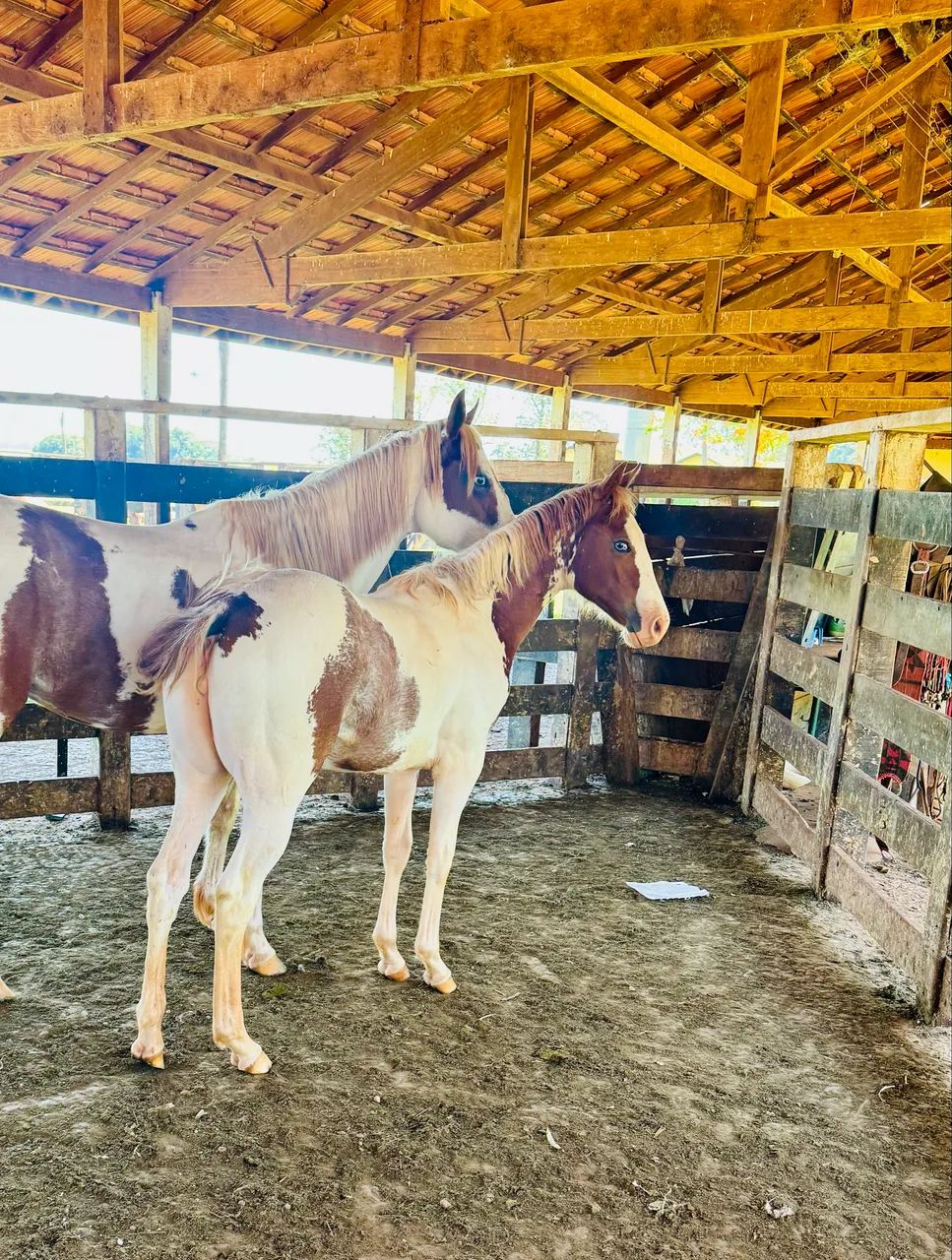 Potra Paint horse pura - Foto 2