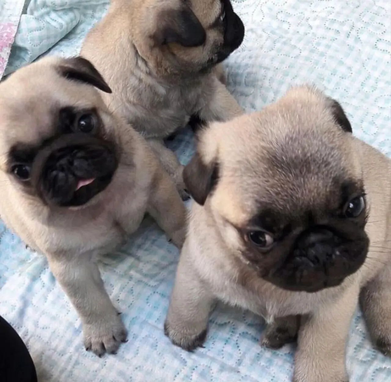 Pug abricot  - Foto 2