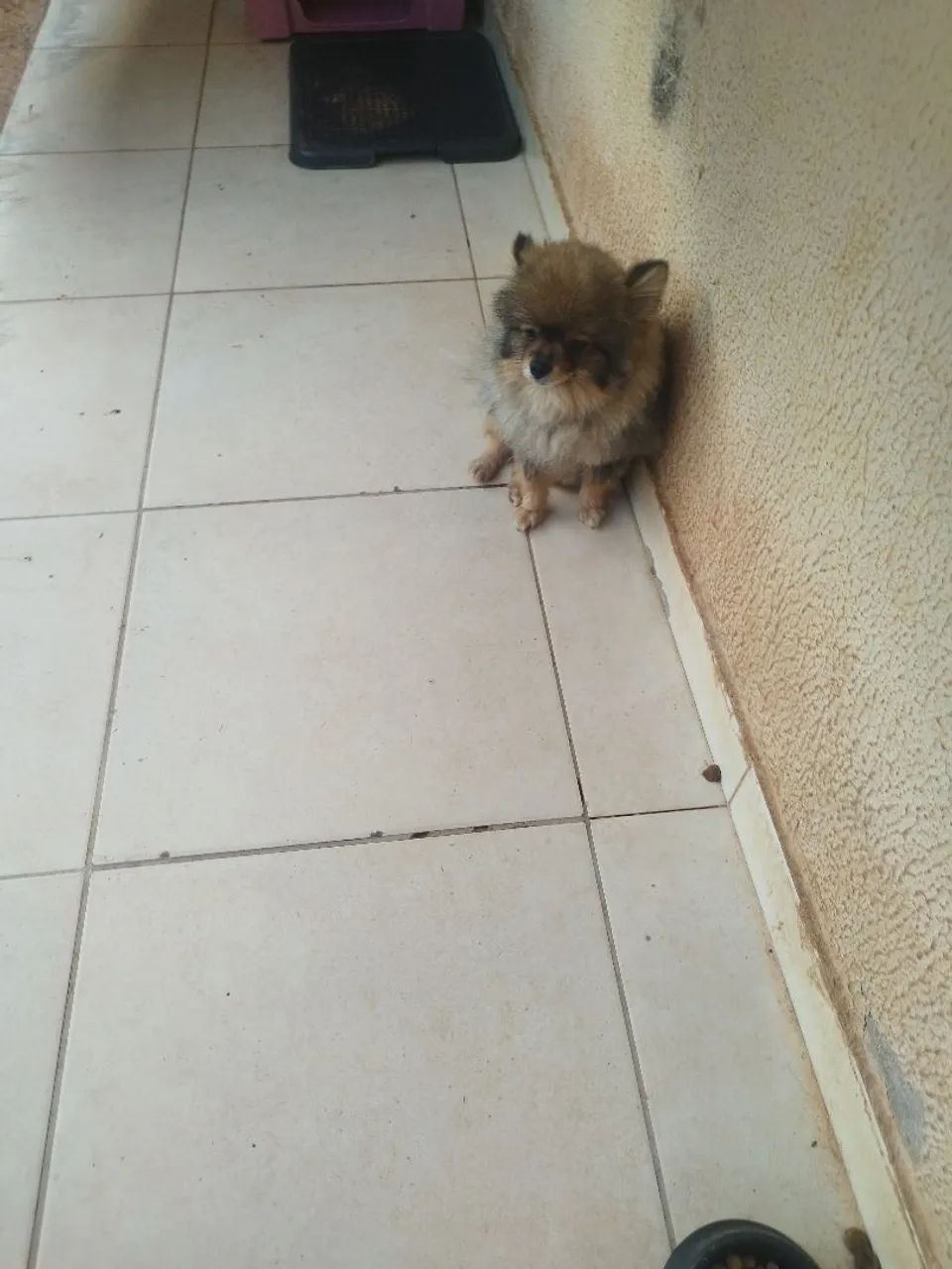 Cachorro  - Foto 4