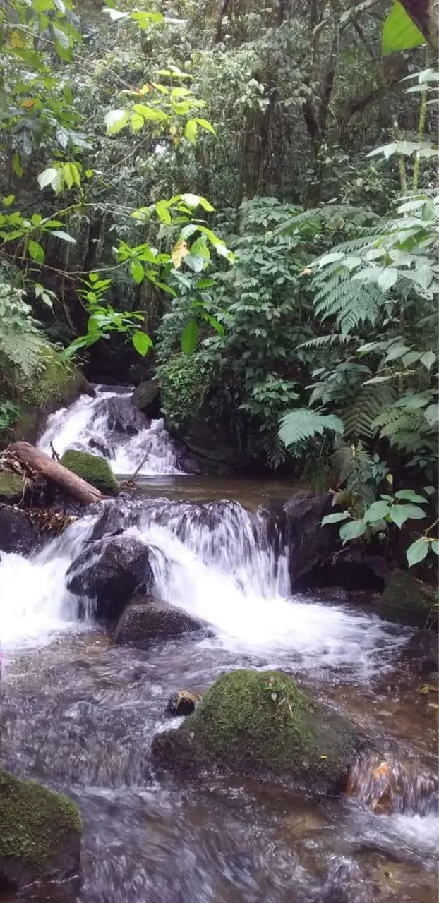 Foto - Campos do Jordão - 