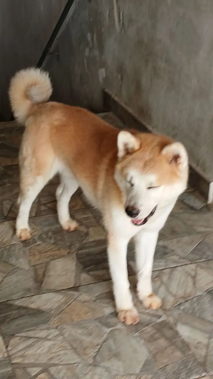Akita