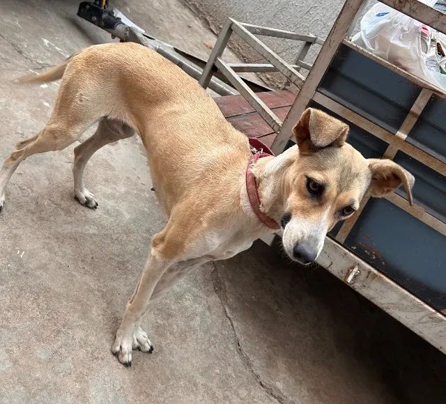 Doação de cachorro - Foto 3