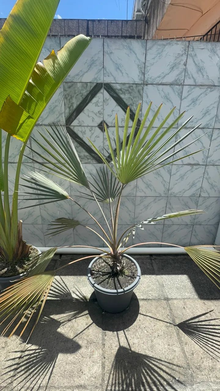 Palmeira azul  - Foto 2