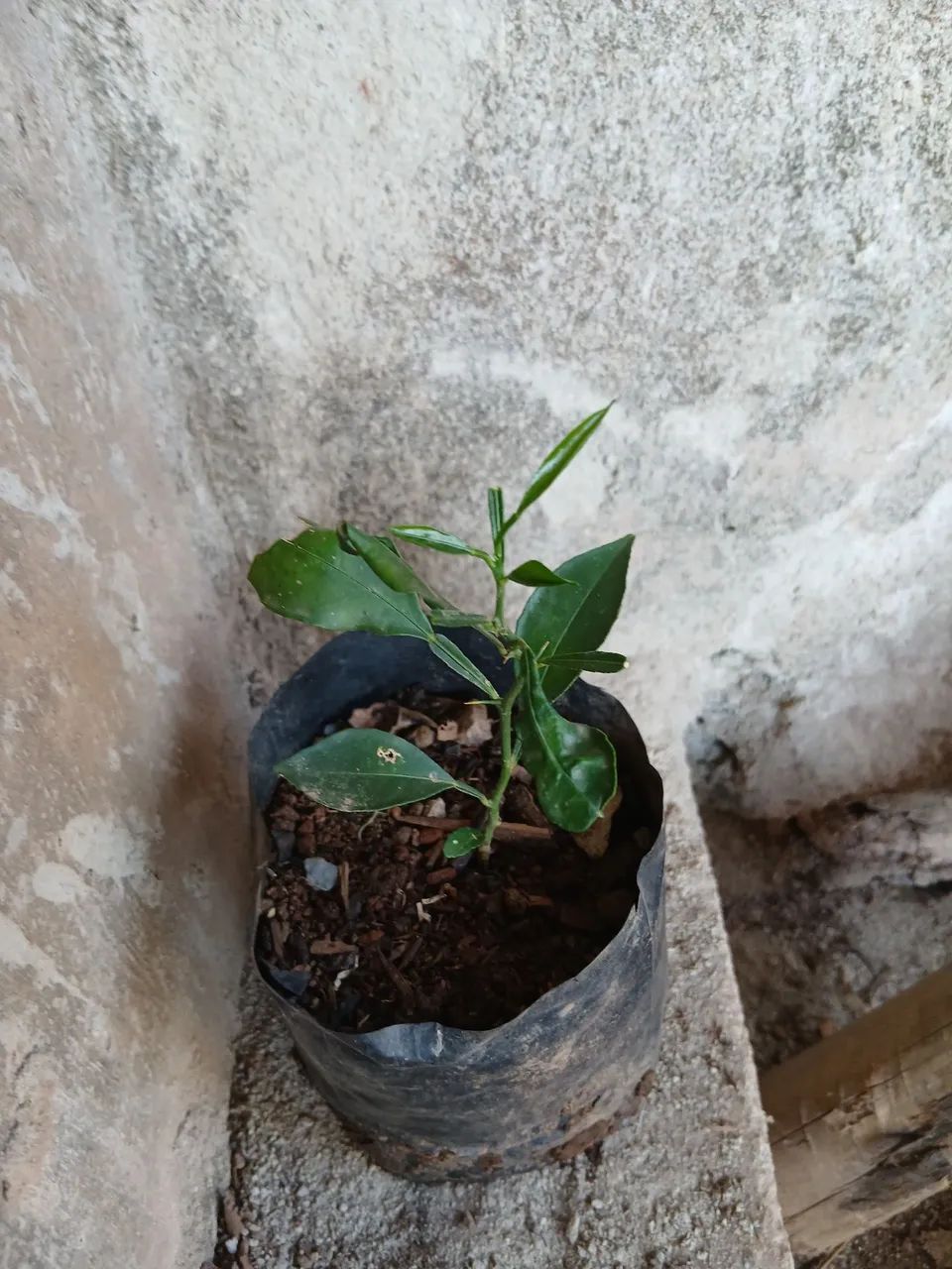 Mudas de laranja  - Foto 2