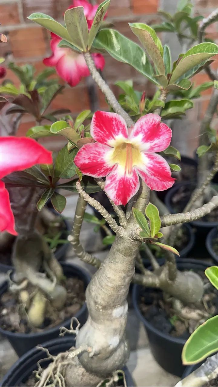 Rosa do deserto singela  - Foto 4