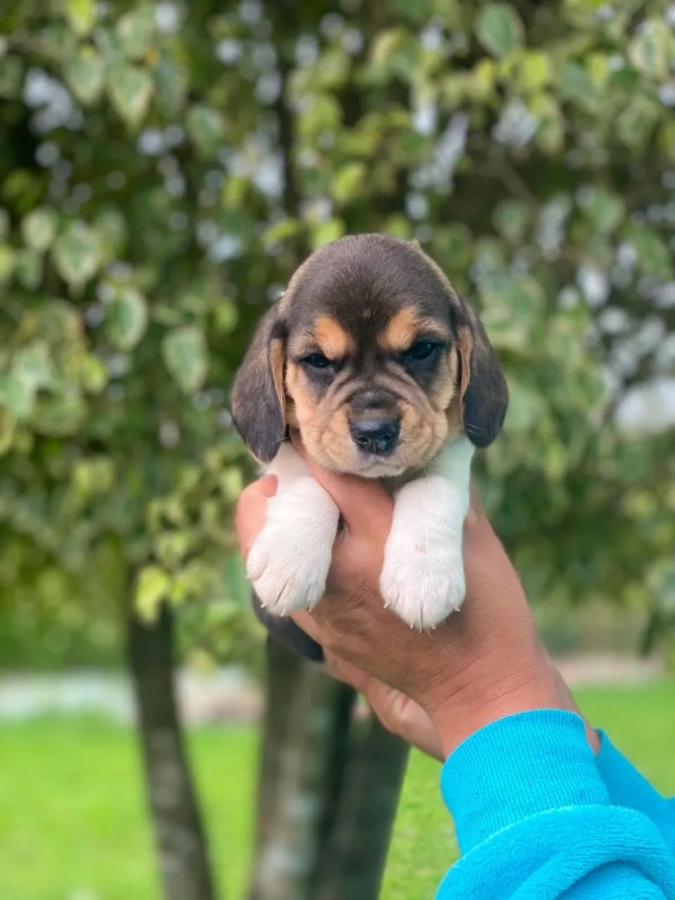 BEAGLE LINDO