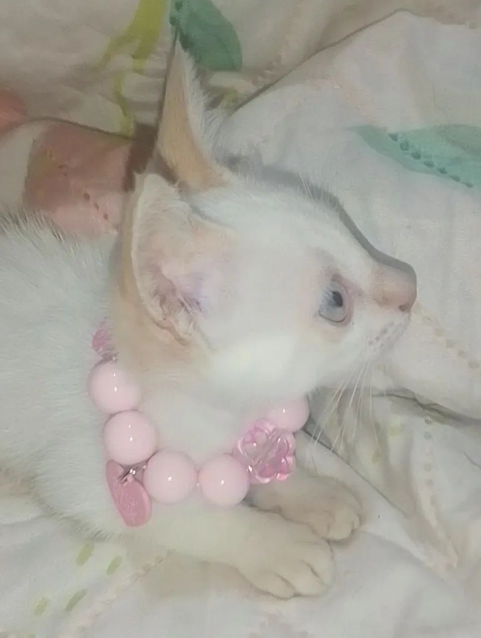 linda filhote gata mistura angora