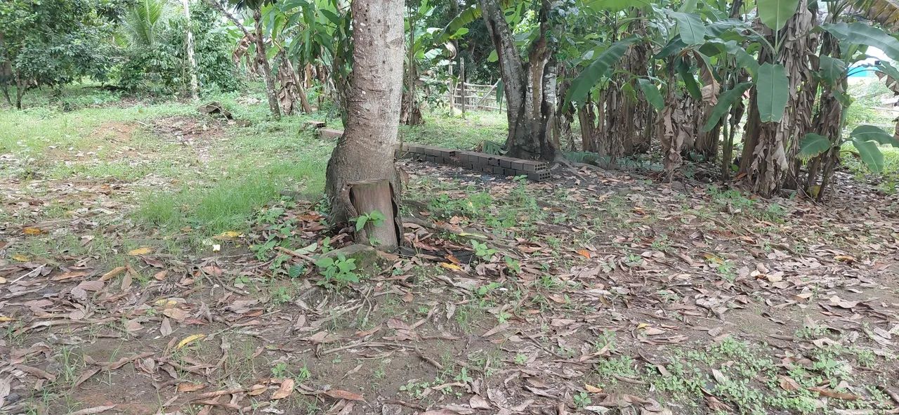 Vende-se Sitio em Flexeiras  - Foto 2