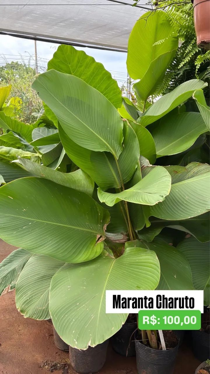 Muda de Maranta Charuto 